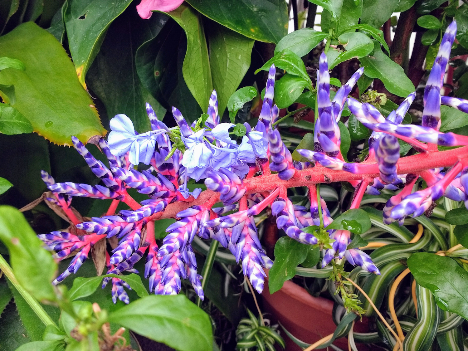 Aechmea Blue Tango